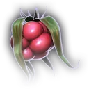 Raspberry icon