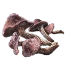 Redflesh Mushroom