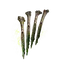 Poisonbone Dart