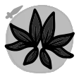 Feathered Mask icon