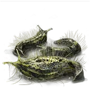 Truly Precious Bait icon